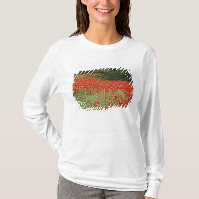 Camiseta Campo de flores híbridas de papoila plantadas ao l (Frente)
