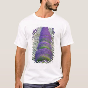 Camiseta Campo de lavanda, Provença, França