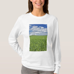 Camiseta Campo de trigo e estrada ladeada por ciprestes maj