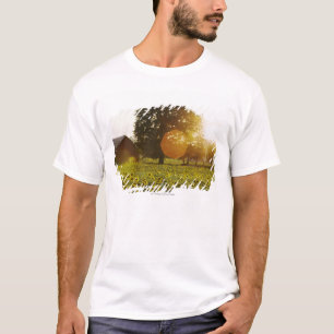 Camiseta Campo do girassol no por do sol com um celeiro