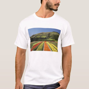 Camiseta Campos de Tulipa, perto de Tapanui, West Otago, Su