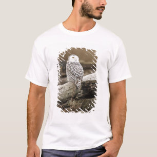 Camiseta Canadá, Baía Boundary, Coruja-das-neves