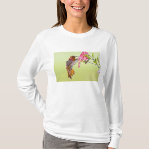 Camiseta Canadá, Colúmbia Britânica, Beija-flor-cinza