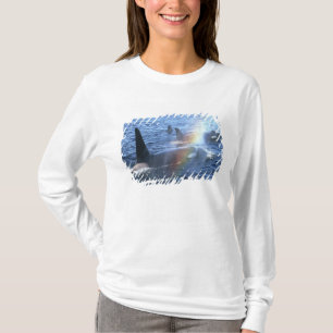 Camiseta Canadá, Colúmbia Britânica, Johnstone Straight,