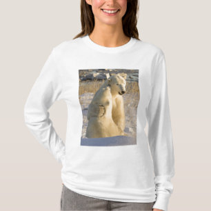 Camiseta Canadá, Manitoba, Baía de Hudson, Churchill.