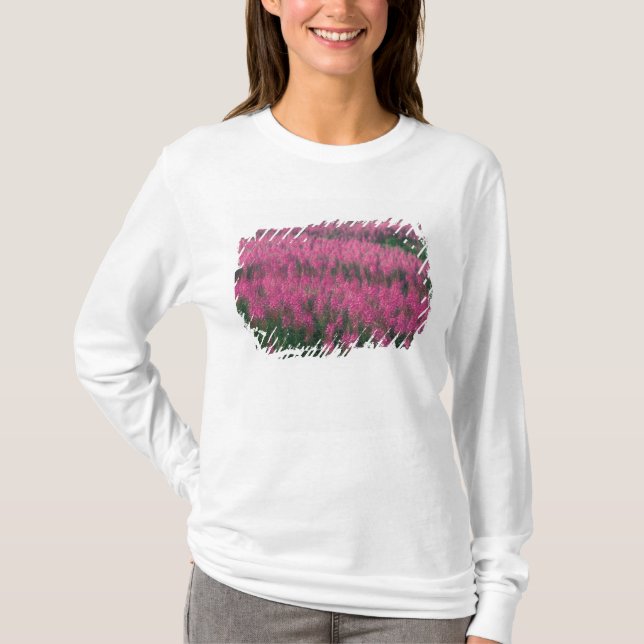 Camiseta Canadá, Quebec, Gaspe. Flores Roxas de Lythrum, (Frente)