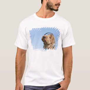 Camiseta Caniche padrão