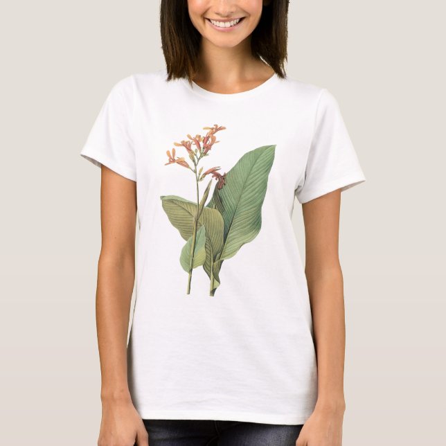 Camiseta canna (Canna gigantea) por Redouté (Frente)