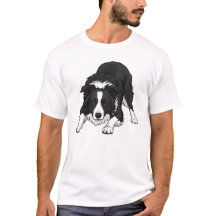 Cão Border Collie