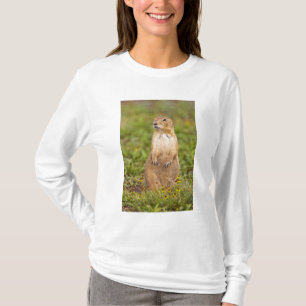 Camiseta Cão-de-pradaria-de-cauda-preta Cynomys