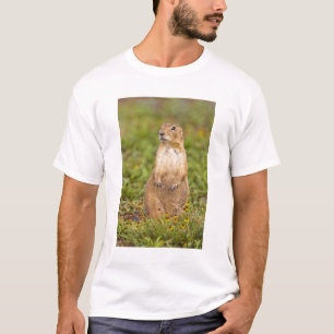 Camiseta Cão-de-pradaria-de-cauda-preta Cynomys
