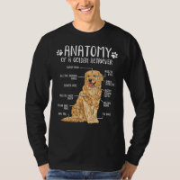 Cão Engraçado de Anatomia do Retriever do Ouro