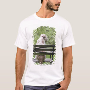Camiseta Cão que senta-se no banco de parque