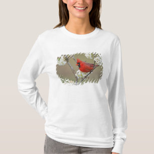 Camiseta Cardinal-do-norte