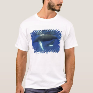 Camiseta Caribe, arquipélago das Grandes Antilhas,