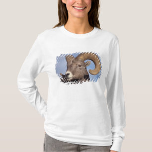 Camiseta carneiro bighorn, carneiro das montanhas, Ovis can