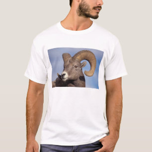 Camiseta carneiro bighorn, carneiro das montanhas, Ovis can