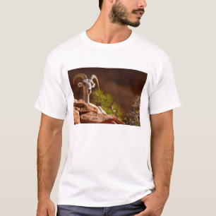 Camiseta Carneiro Bighorn do deserto (Ovis canadensis nelso