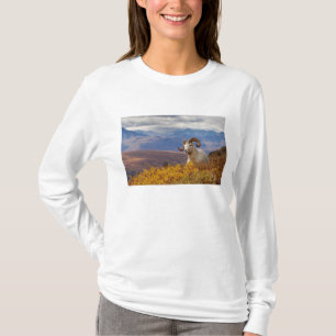 Camiseta carneiro de Dall, Ovis dalli, carneiro