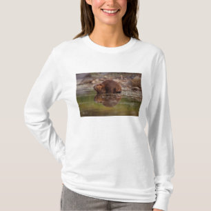 Camiseta castor, Castor canadensis, vai nadar