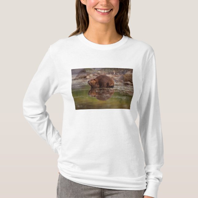 Camiseta castor, Castor canadensis, vai nadar (Frente)