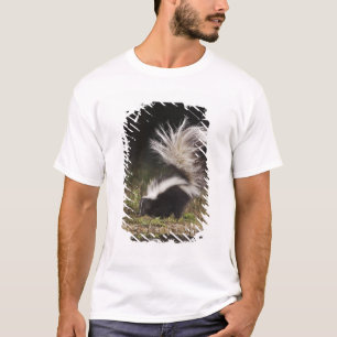 Camiseta Catingueira, Mephitis mephitis