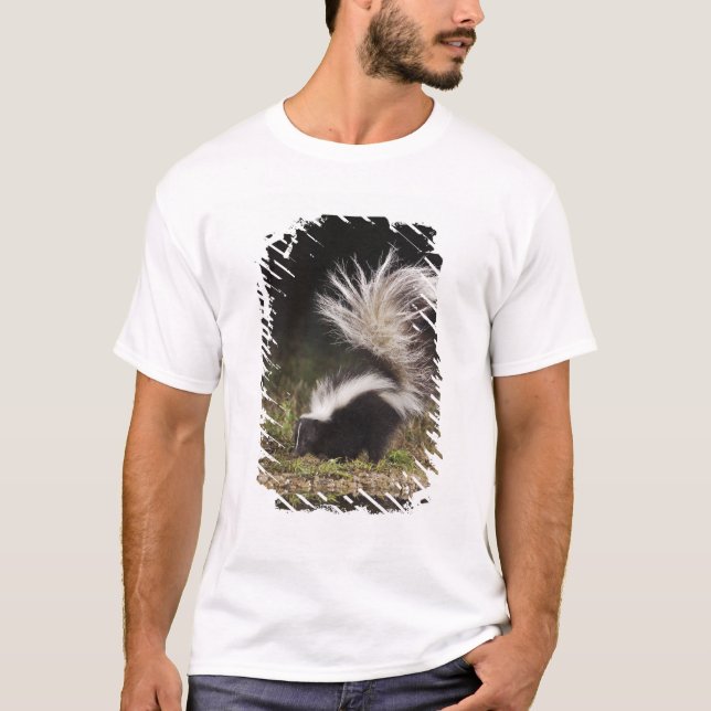 Camiseta Catingueira, Mephitis mephitis (Frente)