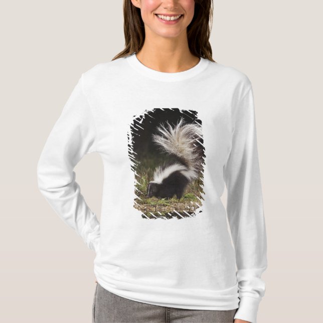 Camiseta Catingueira, Mephitis mephitis (Frente)