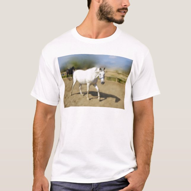CAMISETA CAVALO BRANCO PINTADO (Frente)