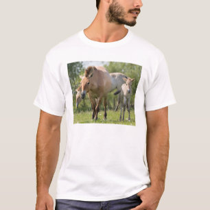 Camiseta Cavalo de Przewalski e potro andando