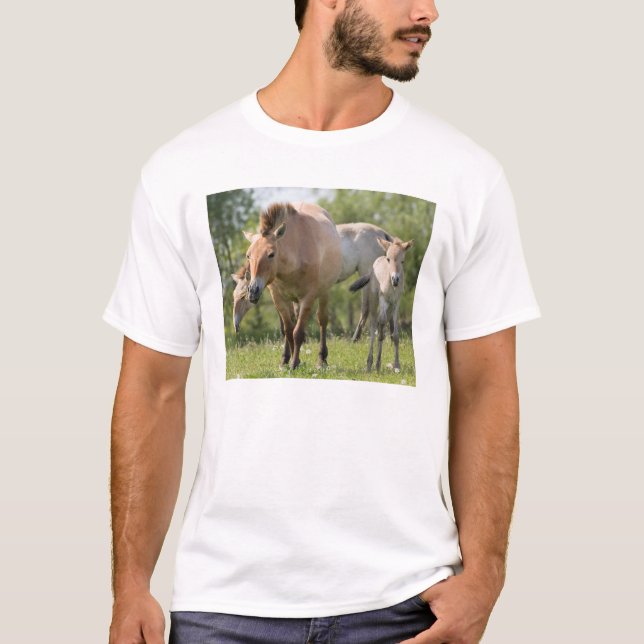 Camiseta Cavalo de Przewalski e potro andando (Frente)