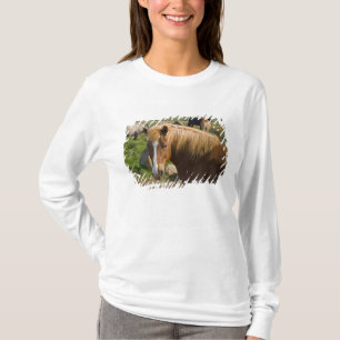 Camiseta Cavalos islandeses no nordeste da Islândia.