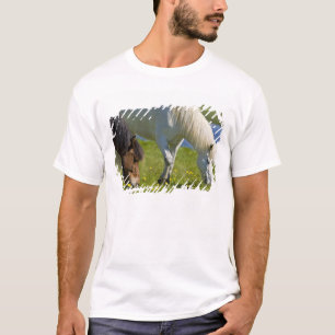Camiseta Cavalos islandeses no oeste da Islândia.