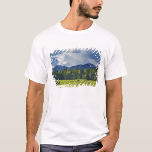 Camiseta Cavalos pastam em pasto perto de Whitefish,