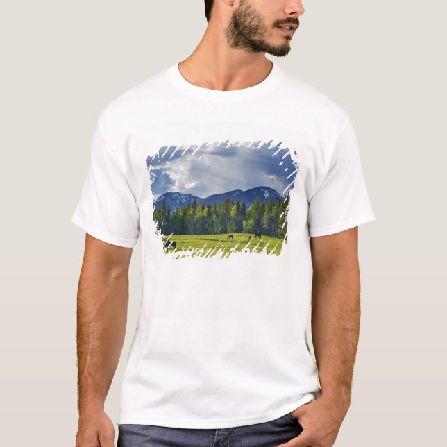 Camiseta Cavalos pastam em pasto perto de Whitefish, (Frente)