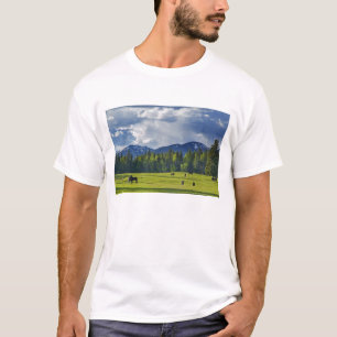 Camiseta Cavalos pastam em pasto perto de Whitefish,