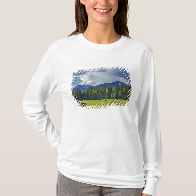 Camiseta Cavalos pastam em pasto perto de Whitefish, (Frente)