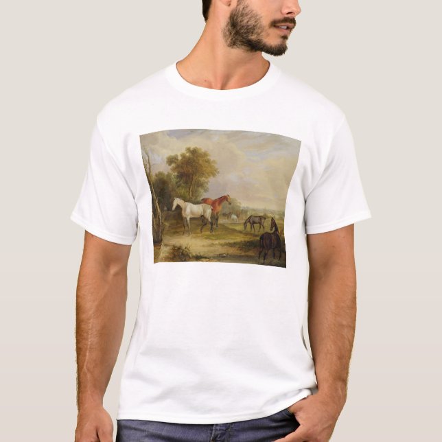Camiseta Cavalos que pastam: Um garanhão cinzento que pasta (Frente)
