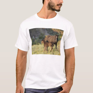 Camiseta Cavalos Selvagens no Theodore Roosevelt National P
