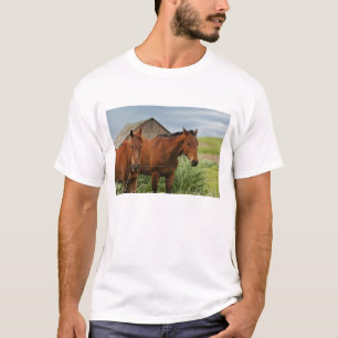 Camiseta Cavalos vendo em um campo no Palouse 3