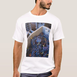 Camiseta Cave de vin Marques de Riscal, uvas