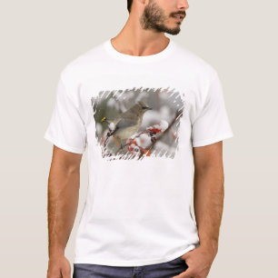 Camiseta Cera-do-cedro adulta em pilriteiro com neve