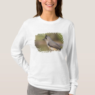 Camiseta Chapim-de-crista-preta, Baeolophus