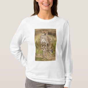Camiseta Cheetah, Acinonyx jubatus, no Masai Mara
