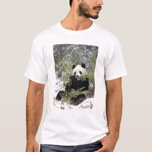 Camiseta China, província de Sichuan. Panda-gigante se alim