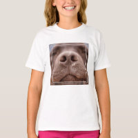 Chocolate Labrador Nose Closeup
