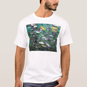 Camiseta Cichlidaes, cichlidaes, e mais cichlidaes! Peixes