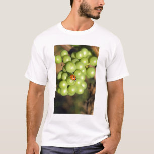 Camiseta Close de uma joaninha em uvas verdes Pinot Noir