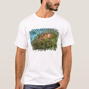 Camiseta Clownfish ocidental (ocellaris do Amphiprion),