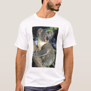 Camiseta Coala, Phascolarctos cinereus), Austrália,